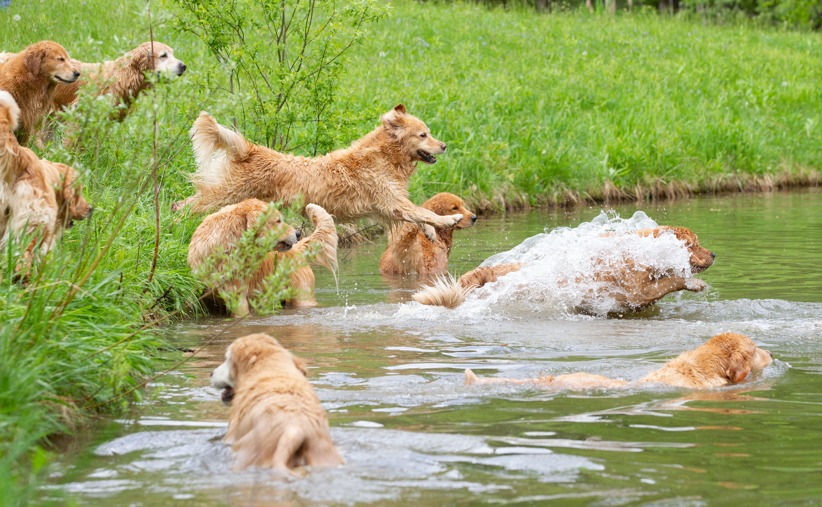 Private Golden Retriever Experience (for up to 40 people)