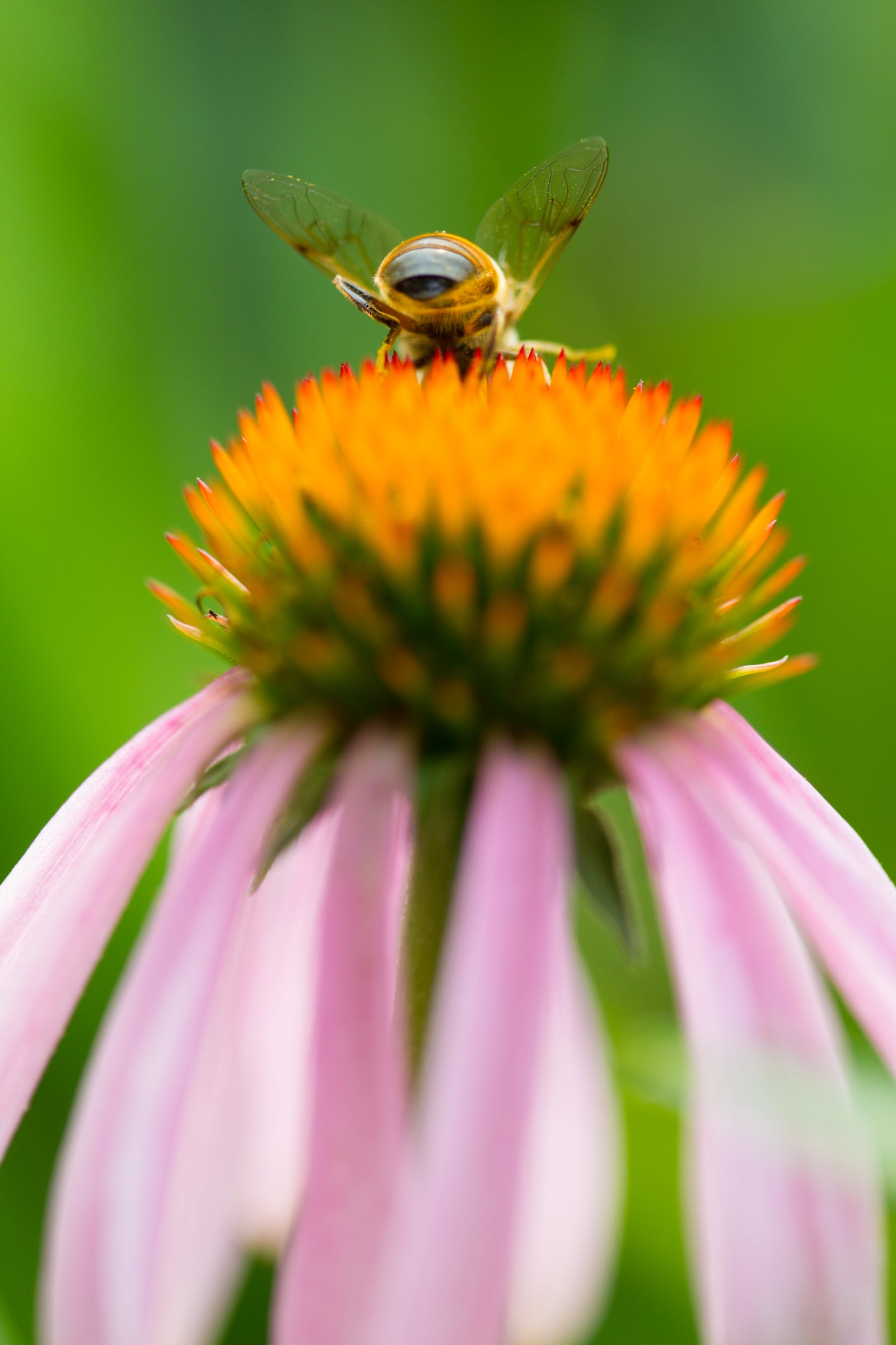 Bee Experience Gift Certificate Package