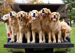 Golden Retriever Experience Gift Certificate Package - Golden Dog Farm LLC