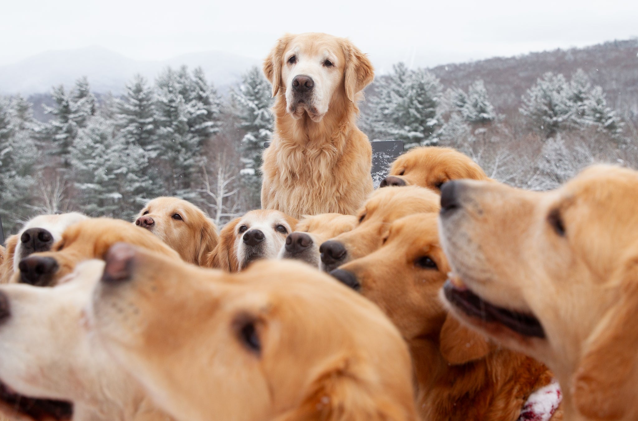 Golden Rer Golden Golden Retriever