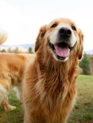 Golden Retriever Experience Gift Certificate Package