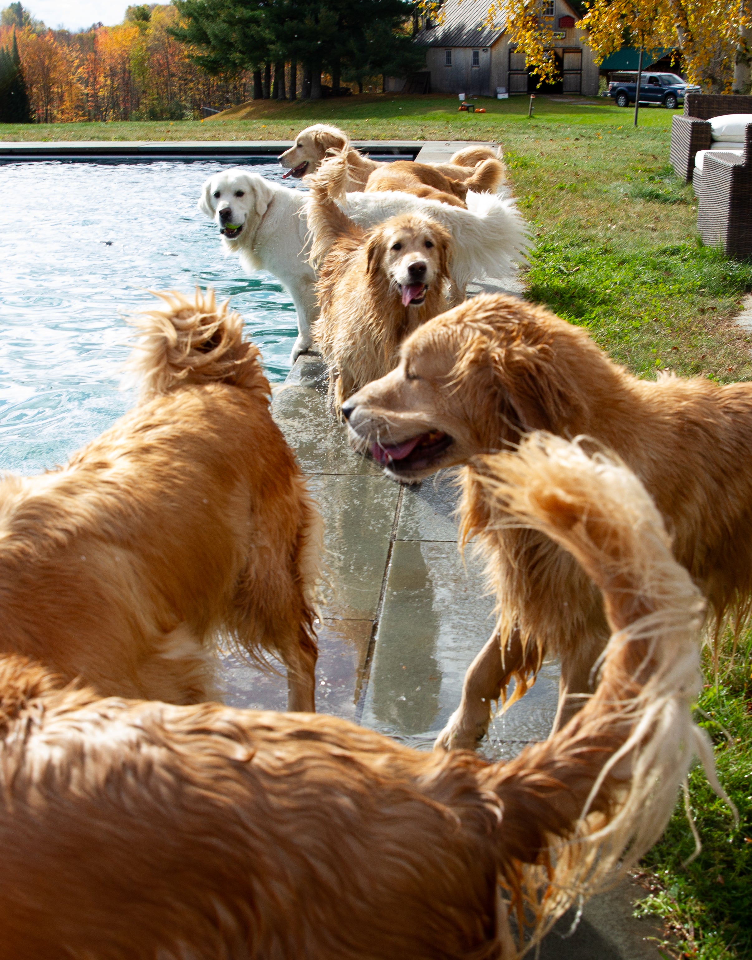 Golden Retriever Experience® - Golden Dog Farm LLC